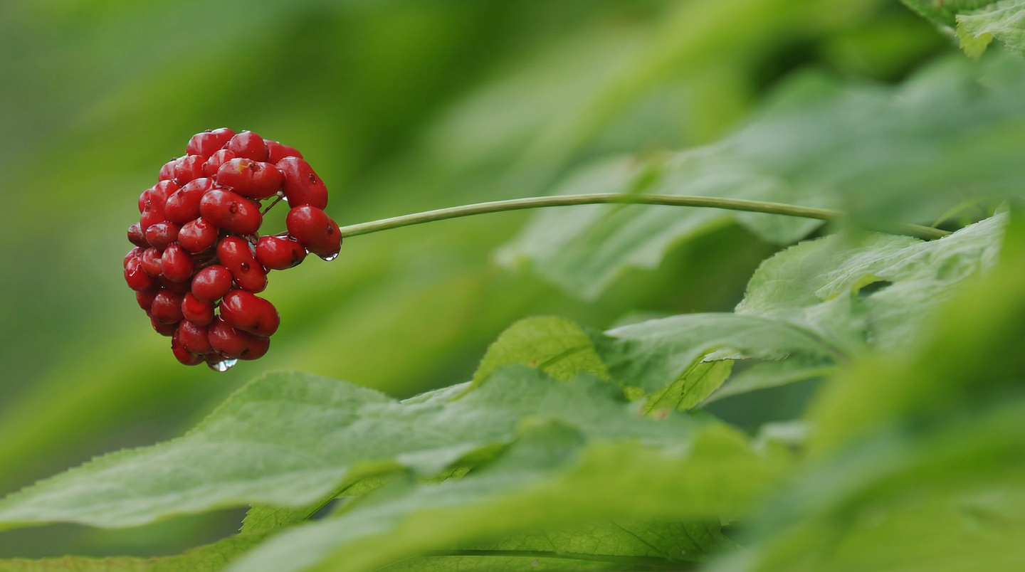 Plantas Adaptógenas