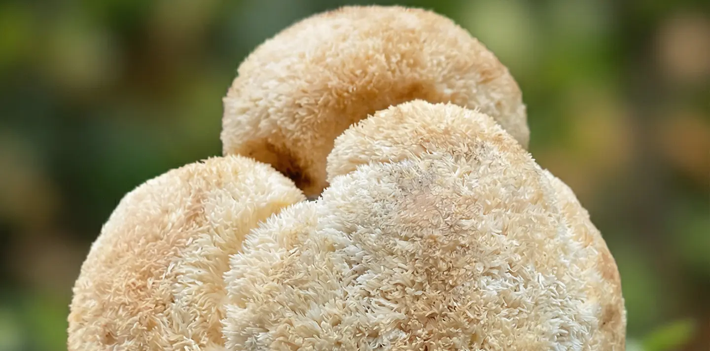 Hongos Nootrópicos