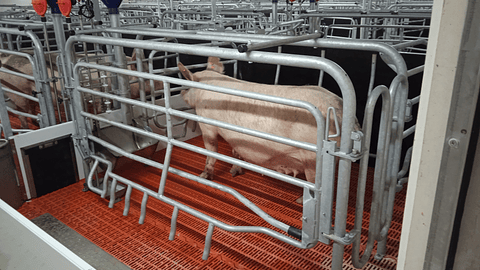 Maternidade Porca Livre