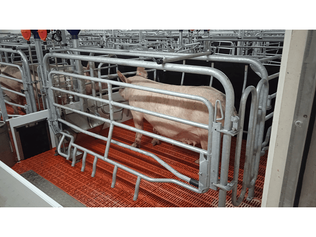 Maternidade Porca Livre 1