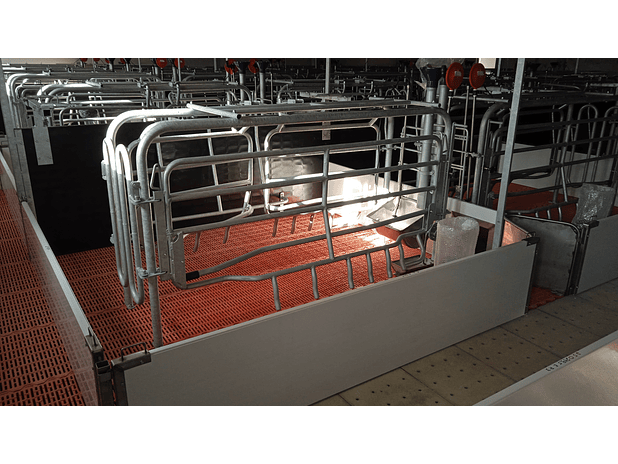 Maternidade Porca Livre 2