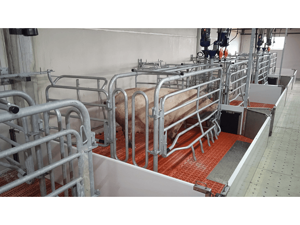 Maternidade Porca Livre 4