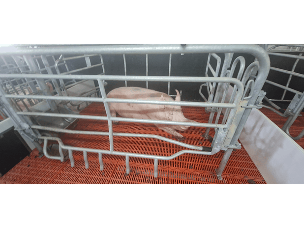 Maternidade Porca Livre 3