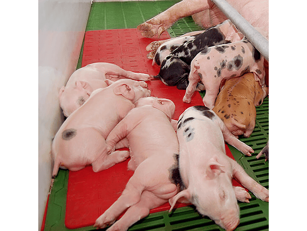 Estrado PVC Aquecimento 3