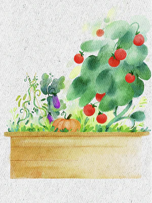 The Veggie Garden Collection
