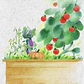 The Veggie Garden Collection - thumbnail 1