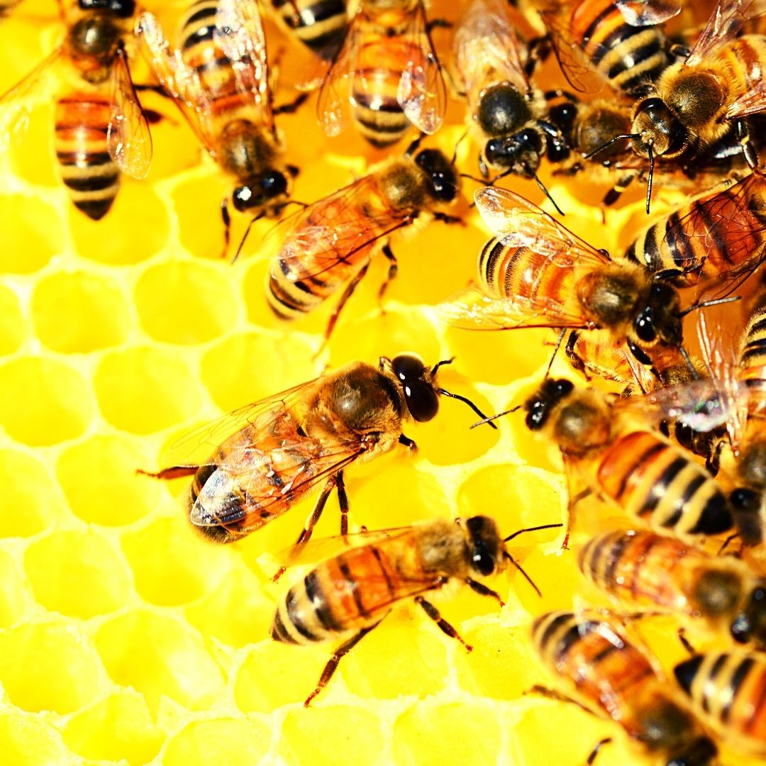 Beneficios de la miel de abeja en tu vida.