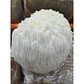 Extracto de Melena de León (Hericium erinaceus) – 30 ml | Extracto 3:1 - Miniatura 2
