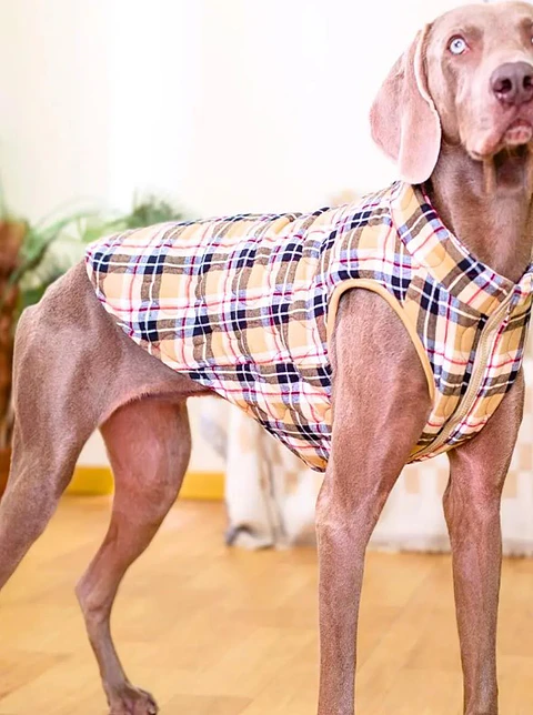 Sewing pattern for dog vest coat jacket