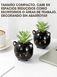 MACETA CON PLANTA C/U - Miniatura 2
