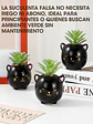 MACETA CON PLANTA C/U - Miniatura 5