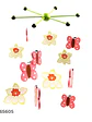 OFERTA - LLAMADOR DE ANGELES MADERA 19.5CM C/U - Miniatura 3