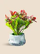 OFERTA - PLANTA ARTIFICIAL CON MACETA C/U - Miniatura 4