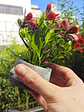 OFERTA - PLANTA ARTIFICIAL CON MACETA C/U - Miniatura 2