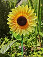 TUTOR PARA MACETA LED GIRASOL C/U - Miniatura 2