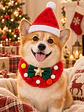 SET NAVIDEÑO PARA MASCOTA - Miniatura 4