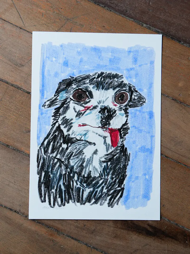 Chihuahua 4