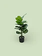 Planta Decorativa Elegante Estilo Bohemio - Miniatura 3