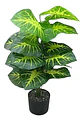 Planta Decorativa Elegante Estilo Bohemio - Miniatura 6