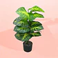 Planta Decorativa Elegante Estilo Bohemio - Miniatura 9