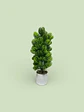 Planta Decorativa Artificial Tipo Pino  Elegancia Natural - Miniatura 1