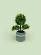 Elegante Planta Decorativa Tipo Bonsái  Estilo Natural - Miniatura 4