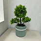 Elegante Planta Decorativa Tipo Bonsái  Estilo Natural - Miniatura 5