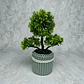 Elegante Planta Decorativa Tipo Bonsái  Estilo Natural - Miniatura 6