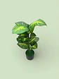 Planta Artificial Decorativa Con Un Toque Natural - Miniatura 4