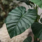 Planta Artificial Decorativa Perfecta Para Dar Luz Al Hogar - Miniatura 6