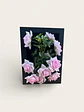 Marco Decorativo Con  Flores Que Cobran Vida Rosada - Miniatura 1