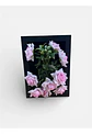 Marco Decorativo Con  Flores Que Cobran Vida Rosada - Miniatura 3