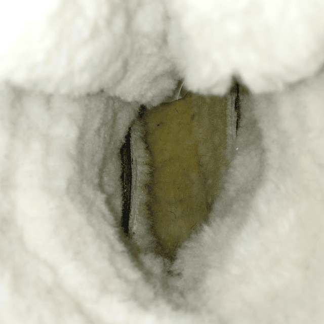 LL Bean , reno , 39 7