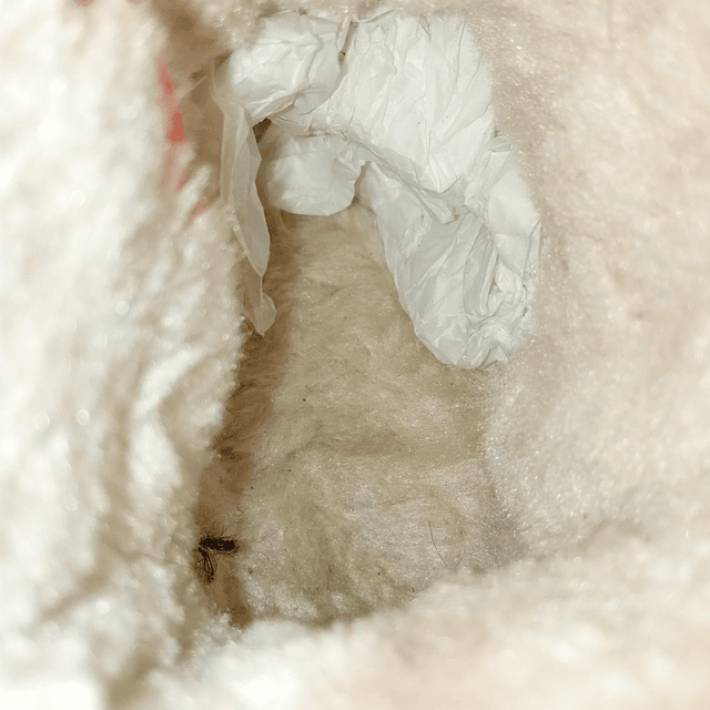 con chiporro n£mero 25 6