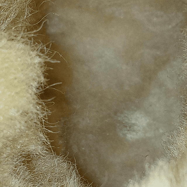 UGG Bailey Button II , 36 8