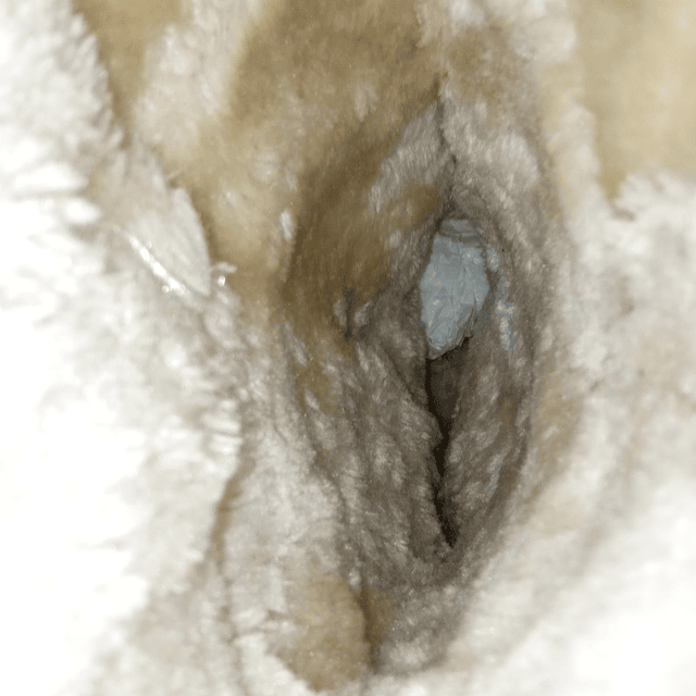 Sonoma , reno , 39 7