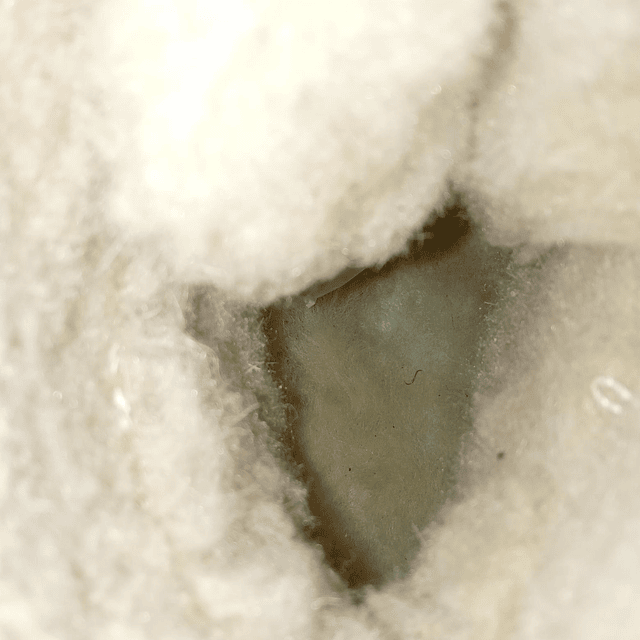 Bearpaw , reno , 39 6