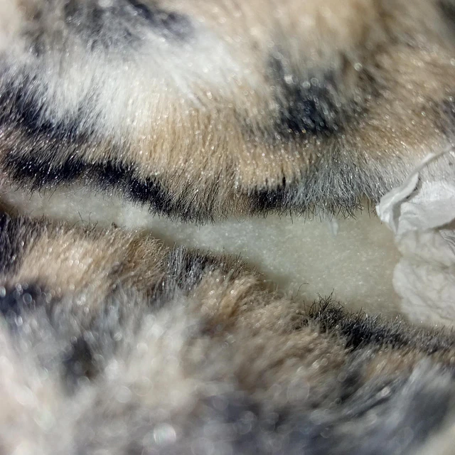 Koolaburra , reno , 29 3