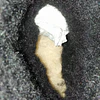 Bearpaw , reno , 32 6