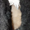 Bearpaw , reno , 39 6