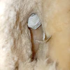 UGG Mini Bailey Bow II , 39 7