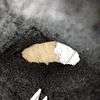 Bearpaw , reno , 40 7