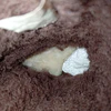 UGG Classic Short II , 37 4