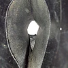 Scruples , cuero , 38 8