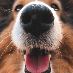 Evaluación conductual a domicilio para perros sobre 5 meses