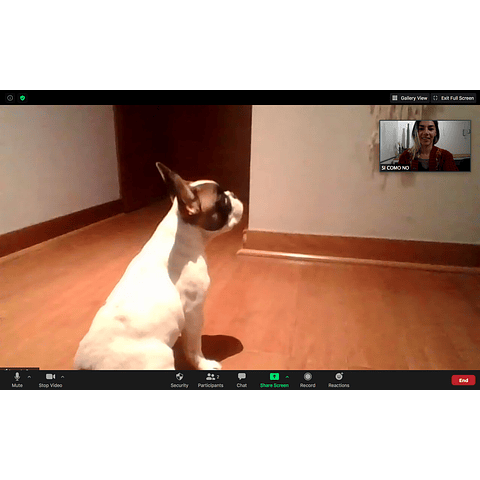 Programa online de obediencia básica para cachorros de 2 a 4 meses. (8 sesiones)