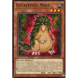 Eucalyptus Mole MZMU-EN021 Rare