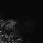 Крюкокрест / Niteris - Split - CD 1