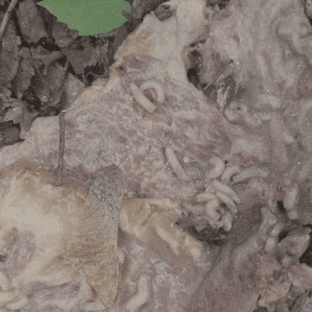 Vicissitude / Pale Spektre - Fumerole Cauterization in Strigoic Wanion, LP