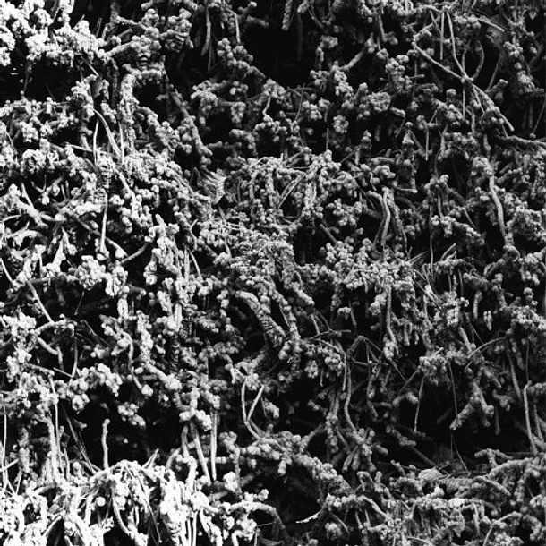 NECROPOLISSEBEHT - Taurunovem - Th’Astraktyan Serfdome, Tape